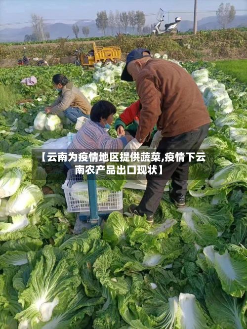 【云南为疫情地区提供蔬菜,疫情下云南农产品出口现状】