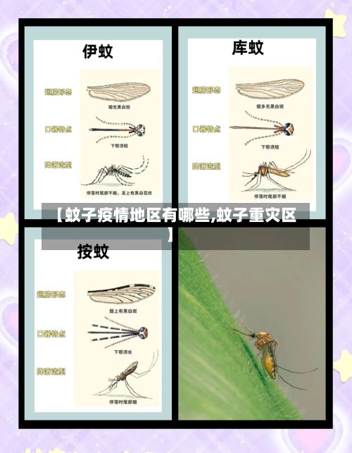【蚊子疫情地区有哪些,蚊子重灾区】