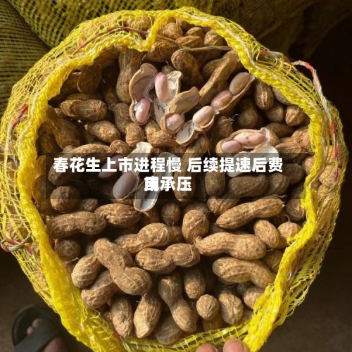 春花生上市进程慢 后续提速后费用或承压-第1张图片
