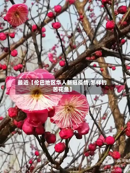 最近【伦巴地区华人新冠疫情,怎样钓苦花鱼】-第1张图片
